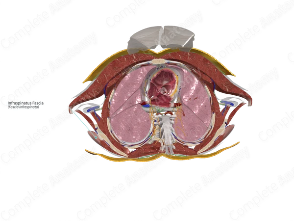 Infraspinatus Fascia
