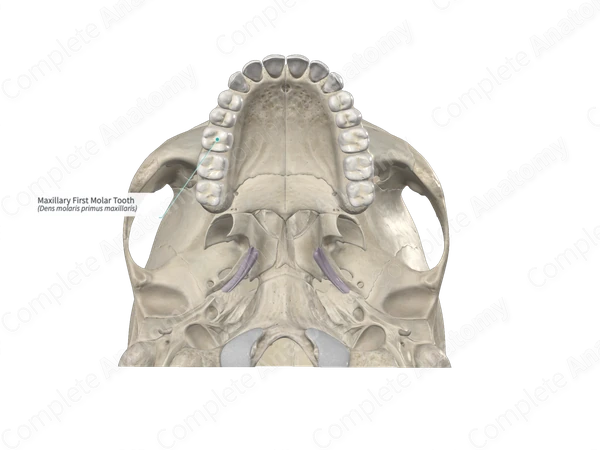 Maxillary First Molar Tooth