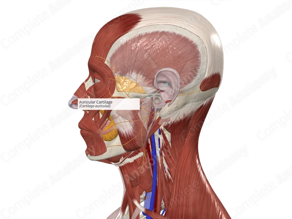 Auricular Cartilage