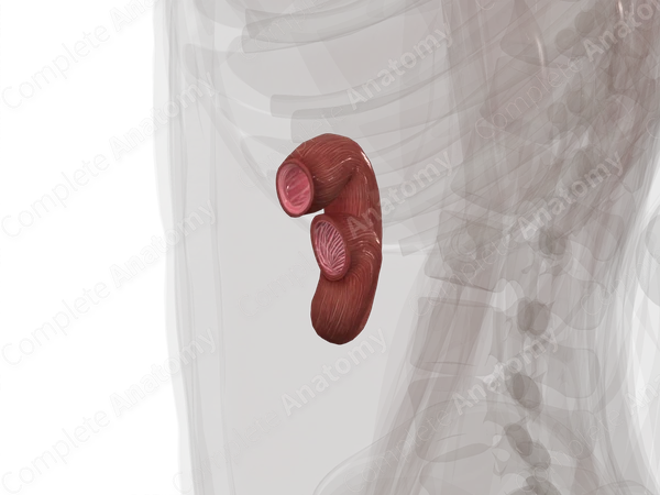 Duodenum