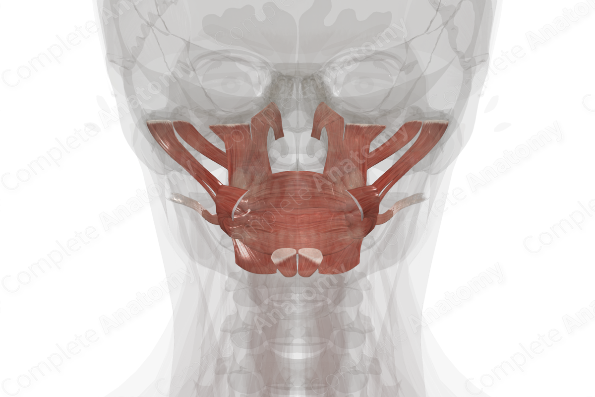 Buccolabial Muscles
