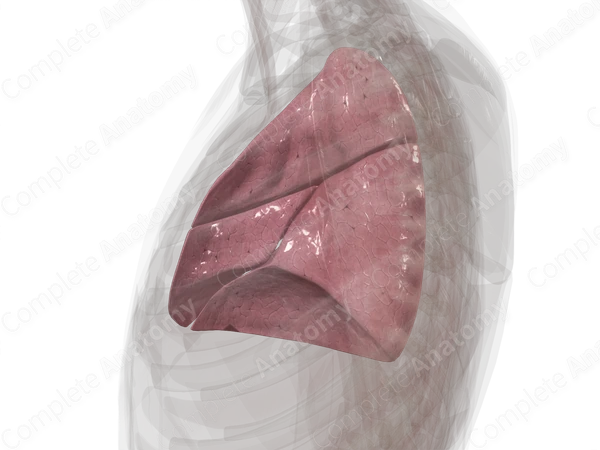 Right Lung