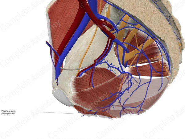 Perineal Vein