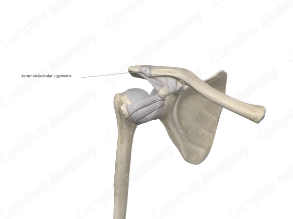 Acromioclavicular Ligament