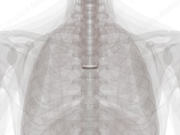 Intervertebral Symphysis (T4-T5)