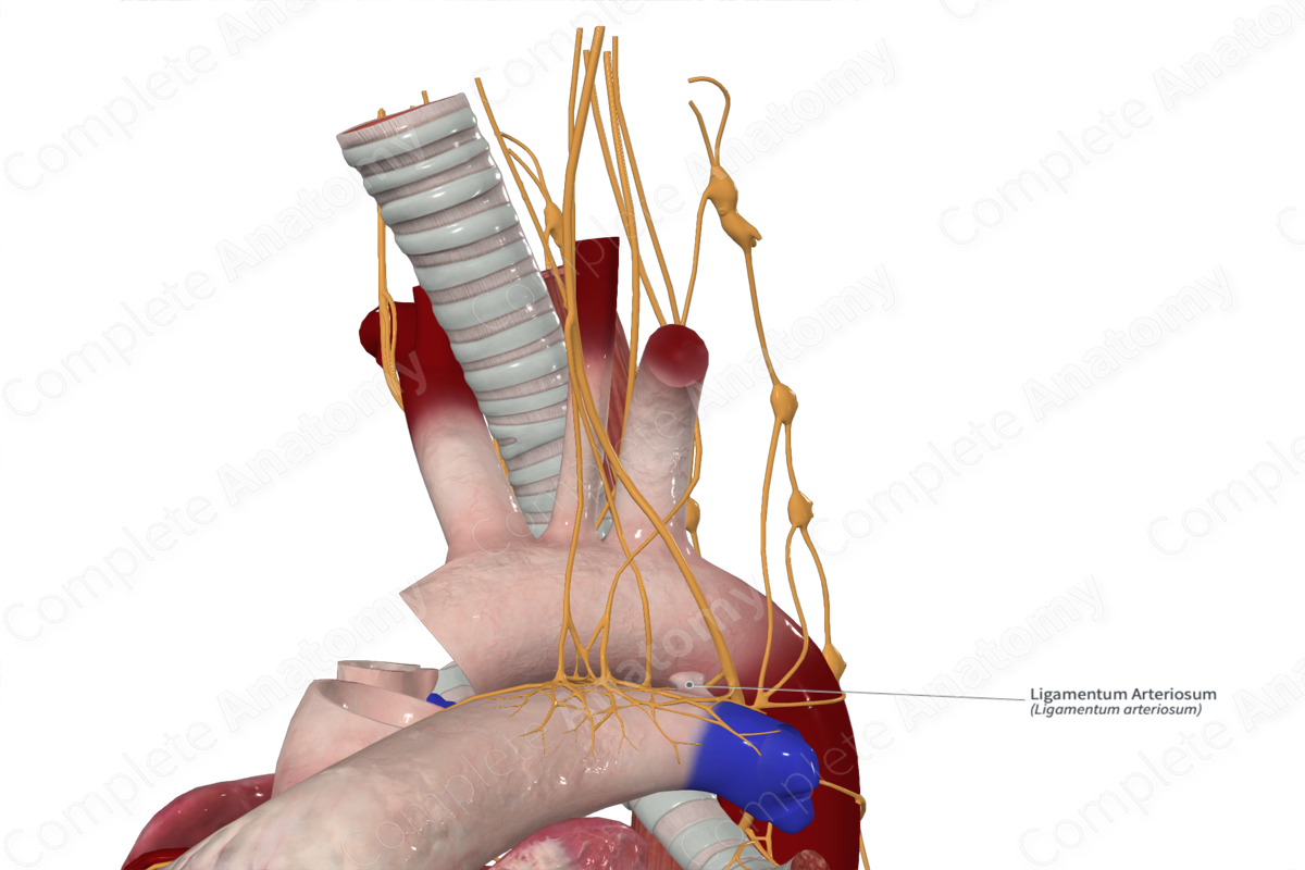 Ligamentum Arteriosum