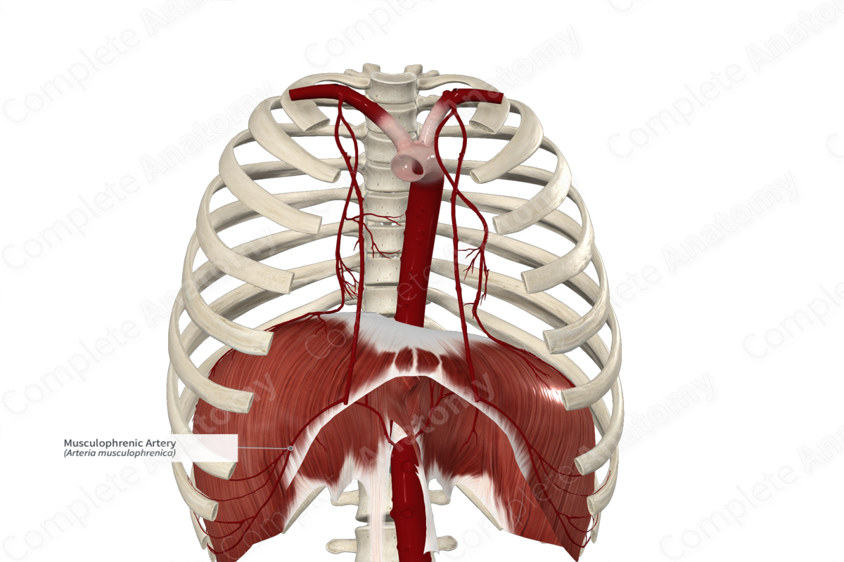 Musculophrenic Artery 