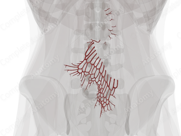 Arteries of Small Intestine