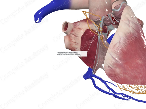 Middle Internodal Tract