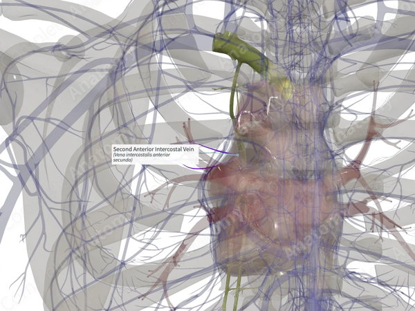 Second Anterior Intercostal Vein (Right)
