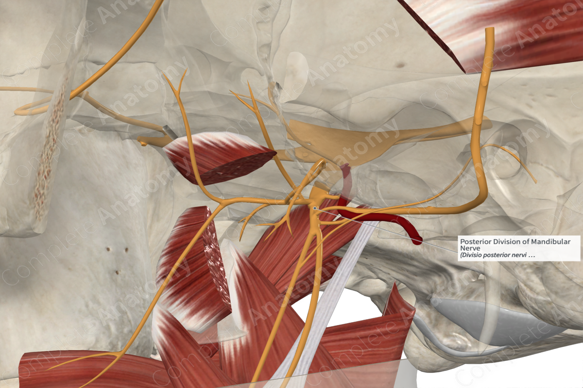 Posterior Division of Mandibular Nerve 