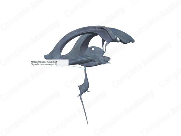 Mesencephalic Aqueduct 