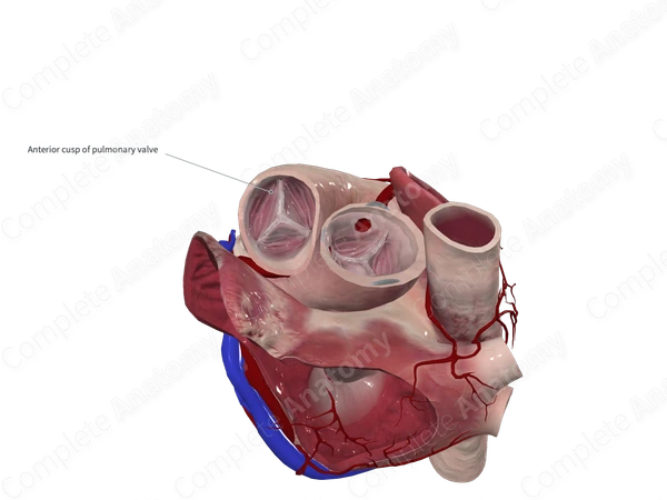 Anterior Semilunar Leaflet of Pulmonary Valve