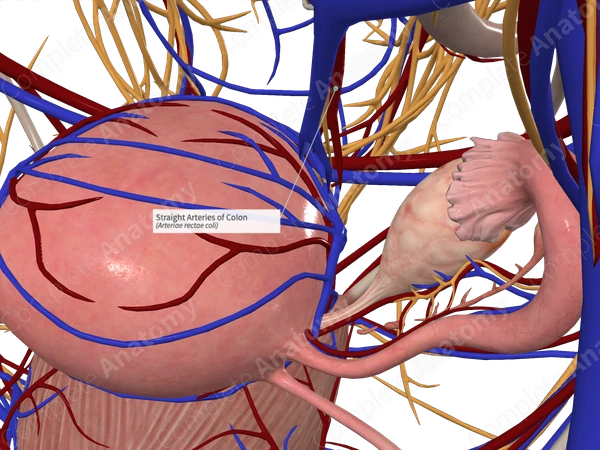 Straight Arteries of Colon