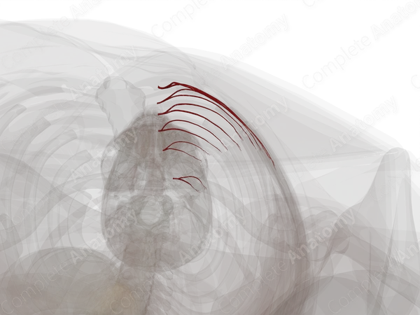 Anterior Intercostal Branches of Internal Thoracic Artery (Left)