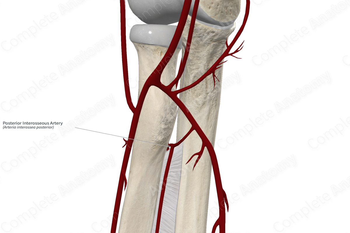 Posterior Interosseous Artery 