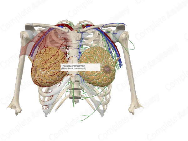 Thoracoacromial Vein