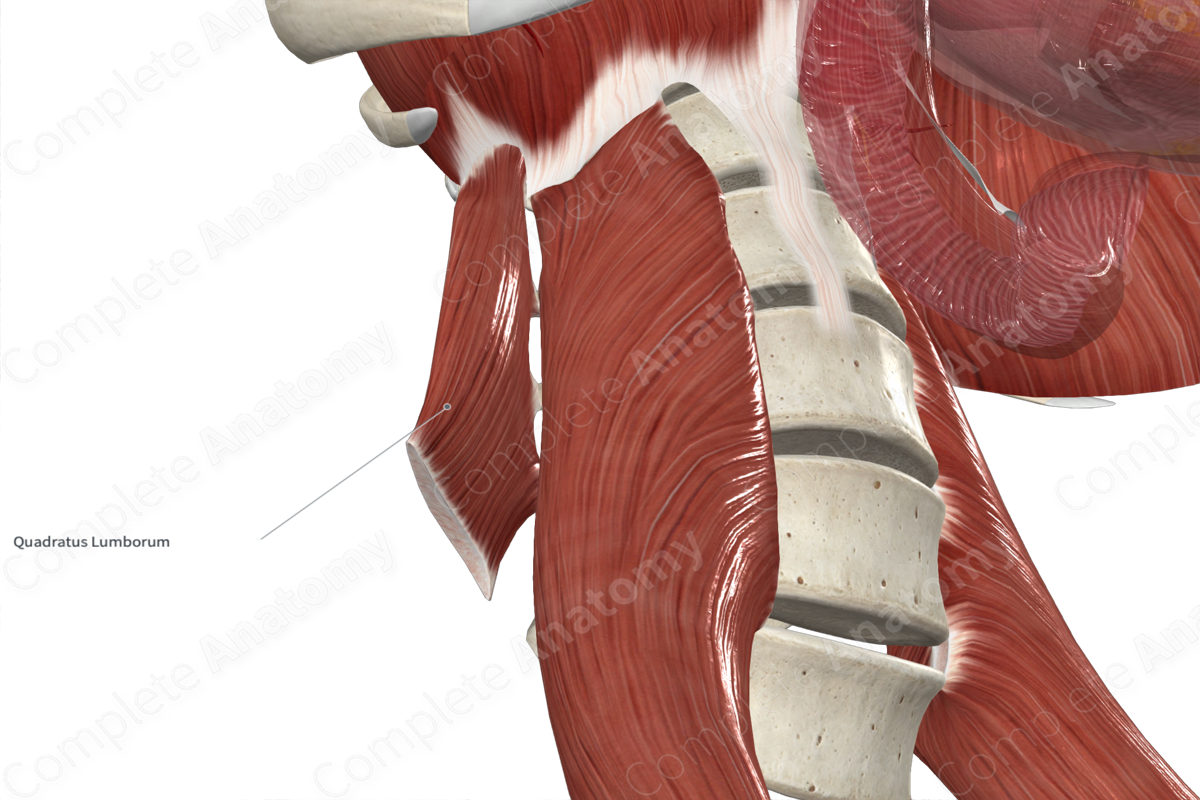 Quadratus Lumborum Muscle 