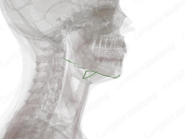 Submandibular Lymph Vessels