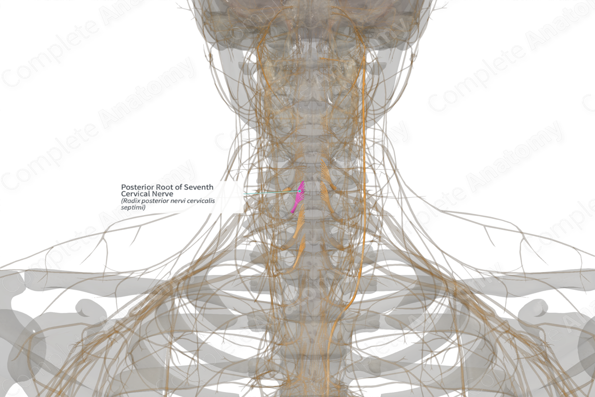 Posterior Root of Seventh Cervical Nerve (Right)