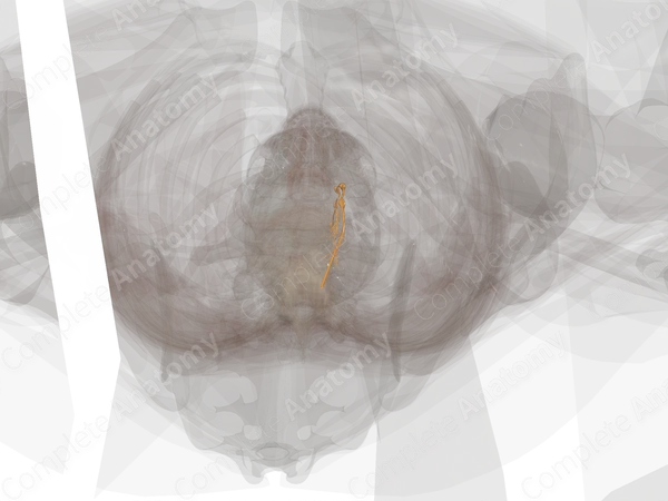 Sympathetic Trunk (Lumbar; Left)