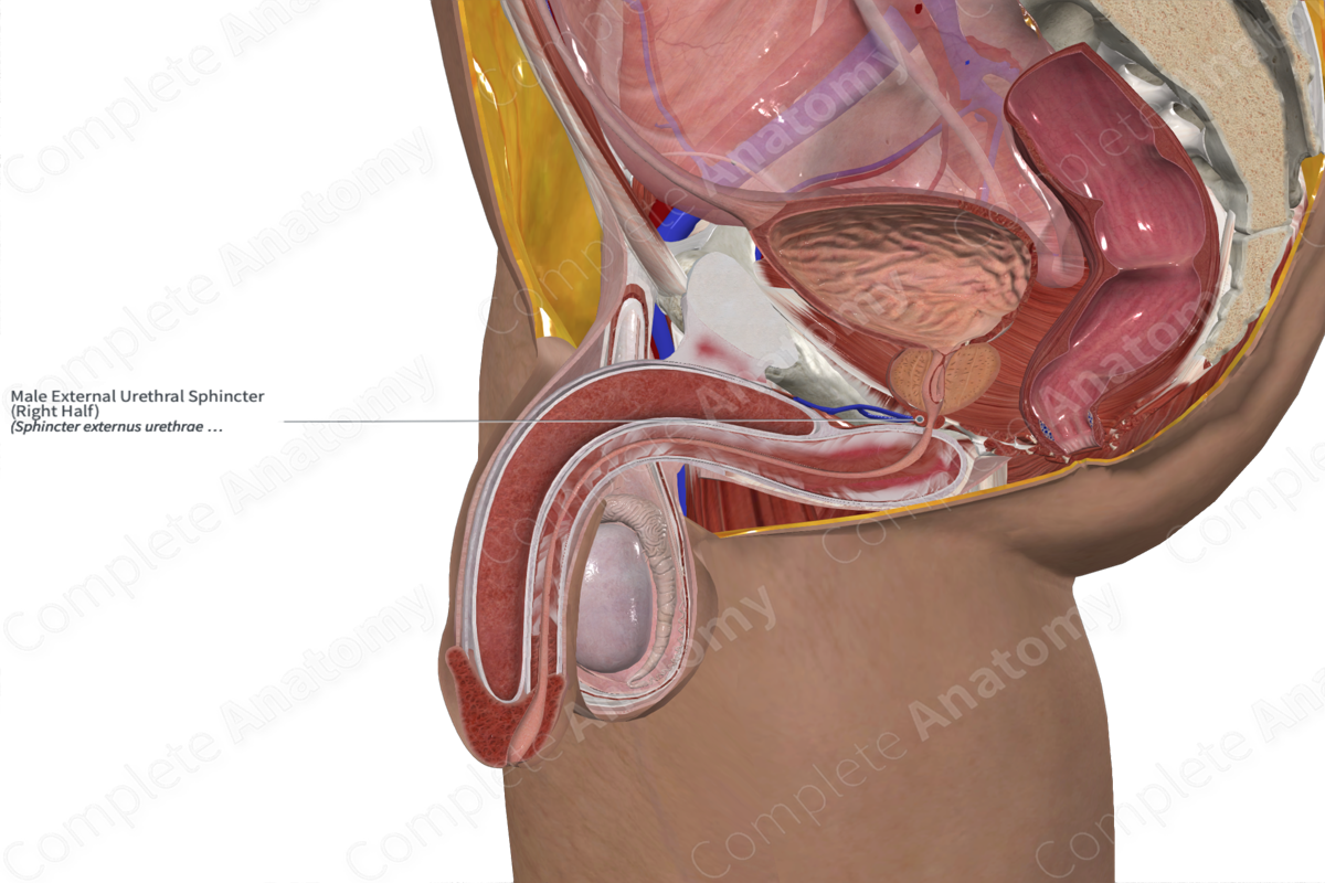 Male External Urethral Sphincter (Left Half)