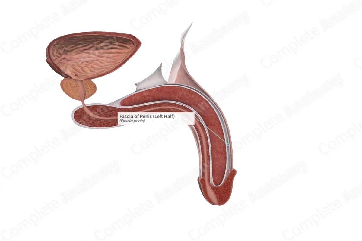 Fascia of Penis (Left Half) | Complete Anatomy