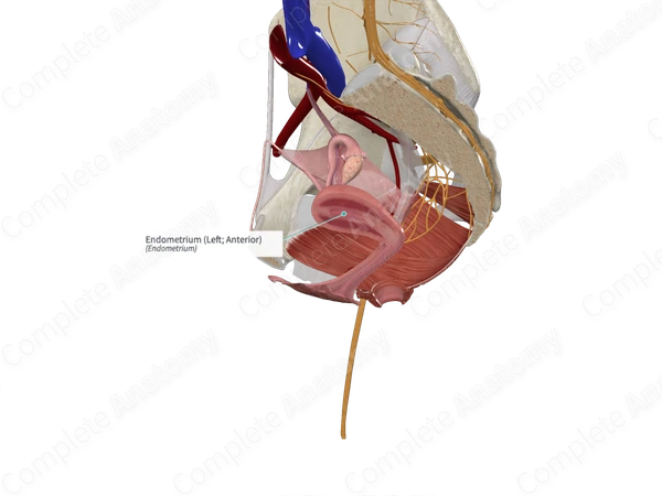 Endometrium (Left; Anterior)