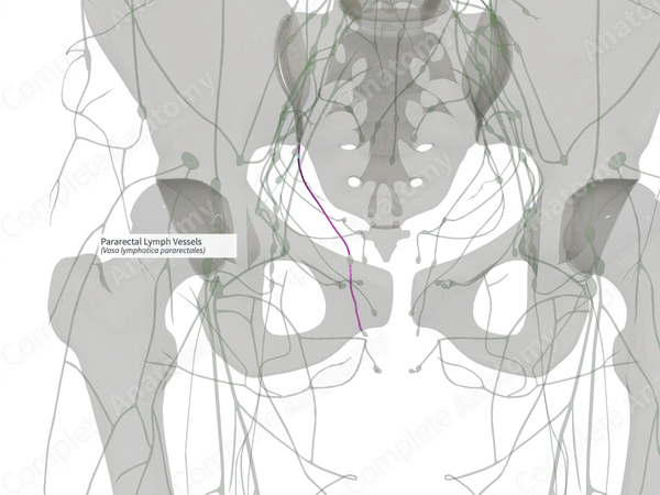 Pararectal Lymph Vessels (Left)