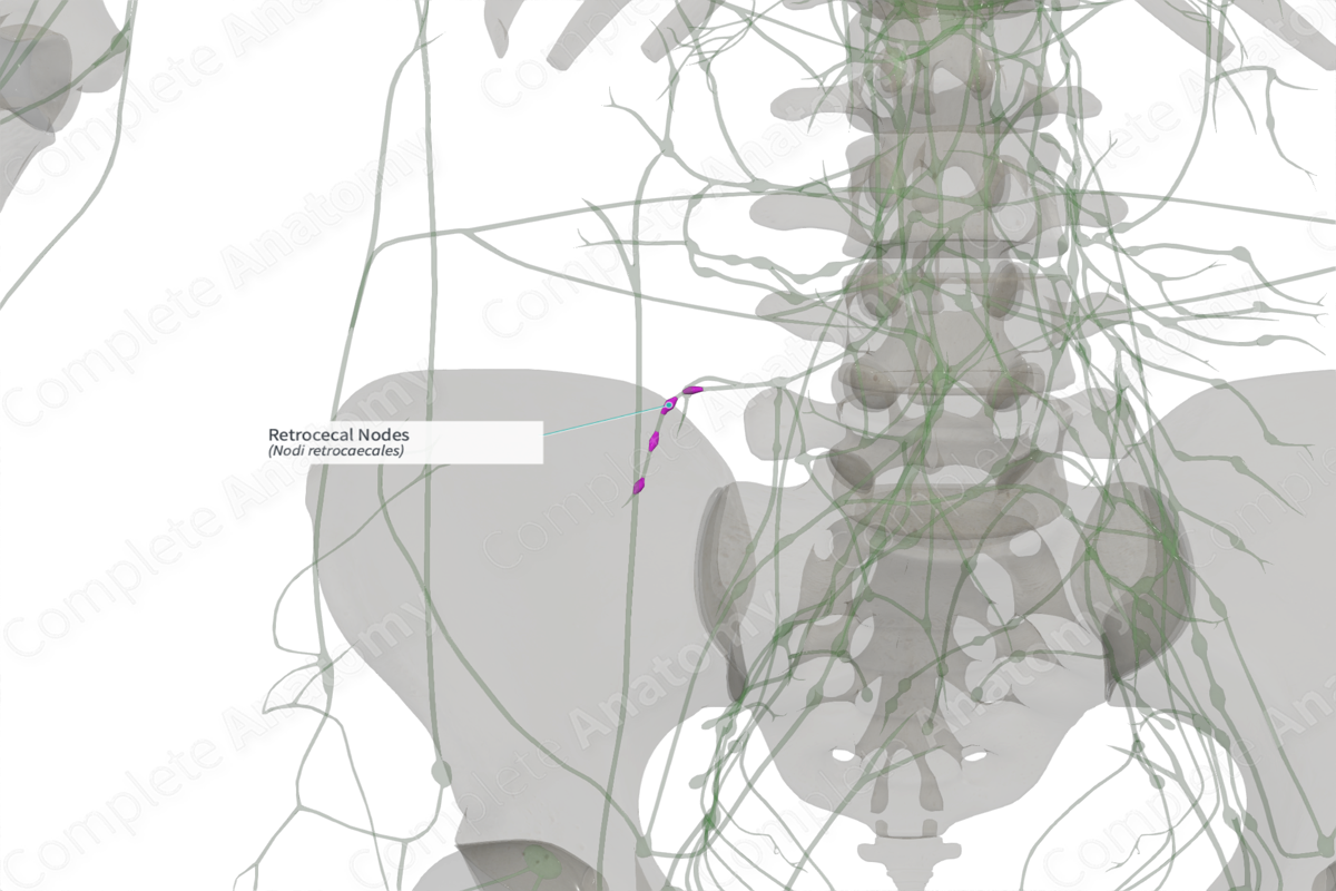 Retrocecal Nodes | Complete Anatomy