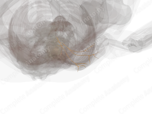 Lateral Branches of Posterior Rami of Lumbar Nerves (Left)