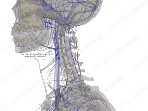Posterior Spinal Veins (Cervical)