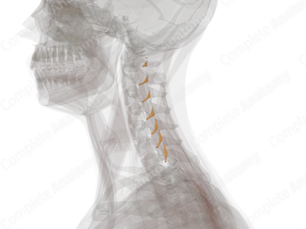 Posterior Roots of Cervical Nerves (Left)