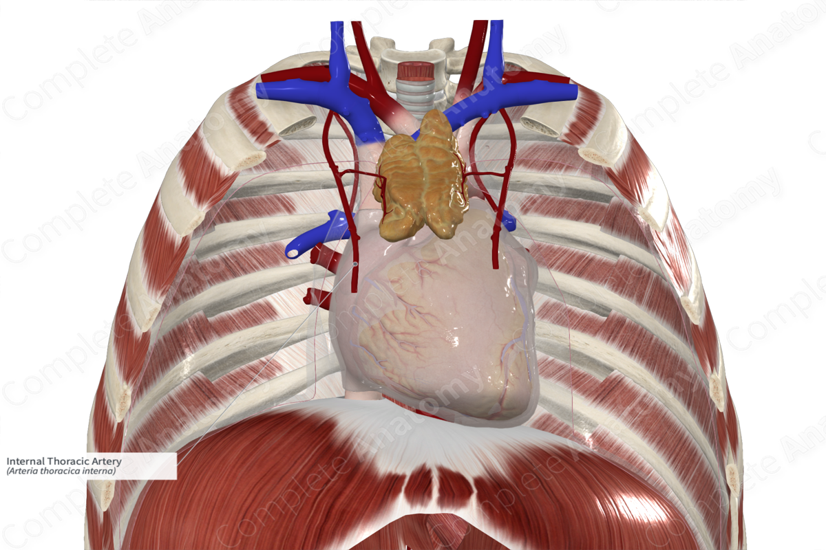 Internal Thoracic Artery 