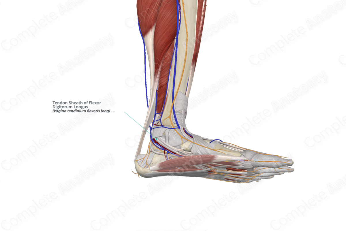 Tendon Sheath of Flexor Digitorum Longus | Complete Anatomy