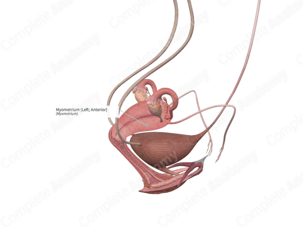 Myometrium (Left; Anterior)