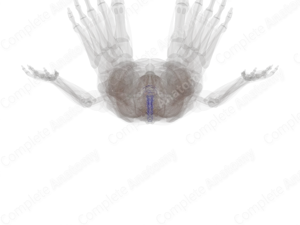 Vertebral Venous Plexus