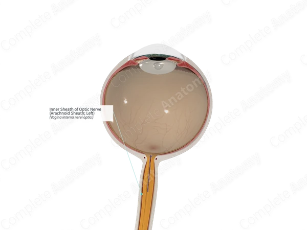 Inner Sheath of Optic Nerve (Arachnoid Sheath; Left)