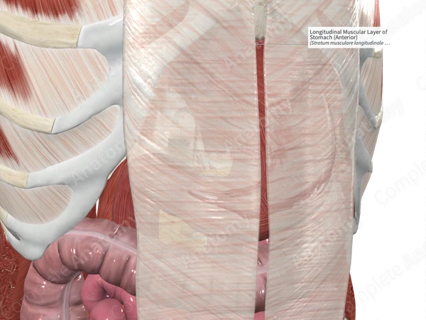 Longitudinal Muscular Layer of Stomach (Anterior)