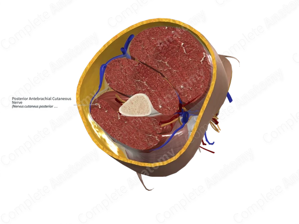 Posterior Antebrachial Cutaneous Nerve