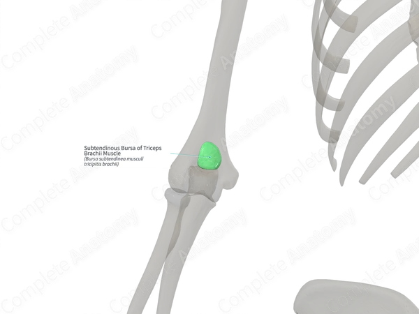 Subtendinous Bursa of Triceps Brachii Muscle (Right)