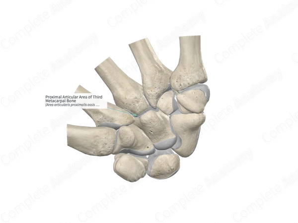 Proximal Articular Area of Third Metacarpal Bone