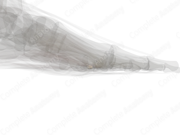Middle Phalanx of Little Toe (Left)