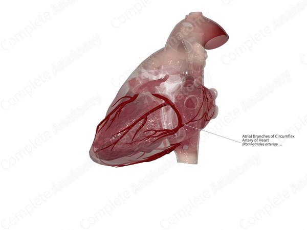 Atrial Branches of Circumflex Artery of Heart