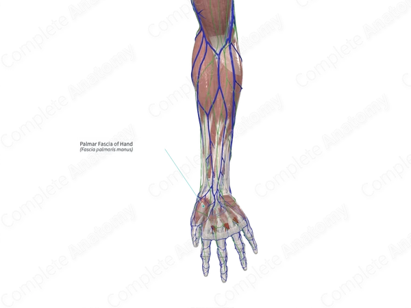 Palmar Fascia of Hand