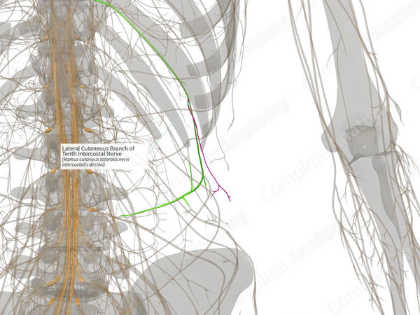 Lateral Cutaneous Branch of Tenth Intercostal Nerve (Right)