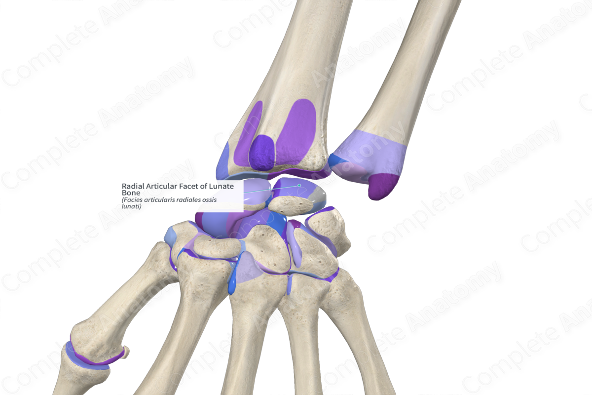 Radial Articular Facet of Lunate Bone Complete Anatomy