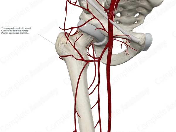 Transverse Branch of Lateral Circumflex Femoral Artery
