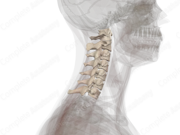 Cervical Vertebrae