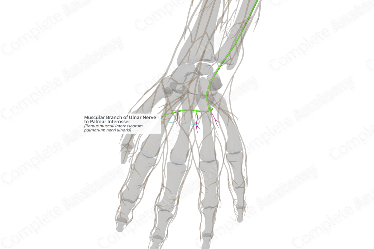 Muscular Branch of Ulnar Nerve to Palmar Interossei (Right)